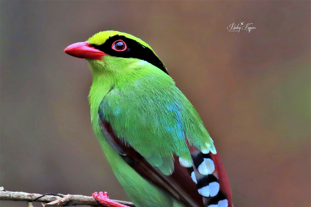 Common Green-Magpie - ML641429876