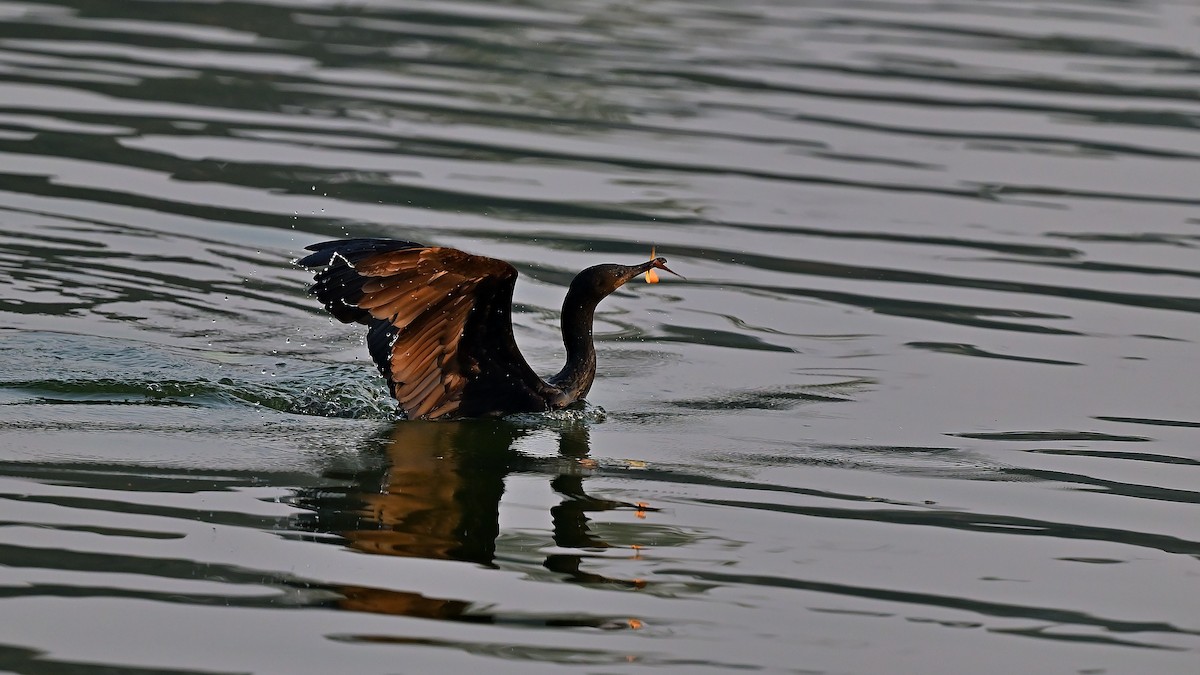 Indian Cormorant - ML641429881