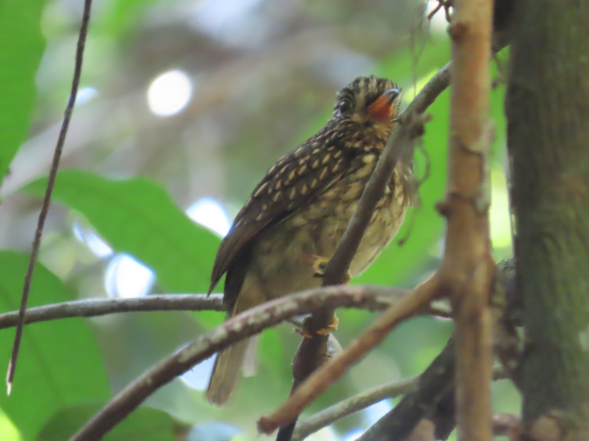 White-chested Puffbird - ML641429894
