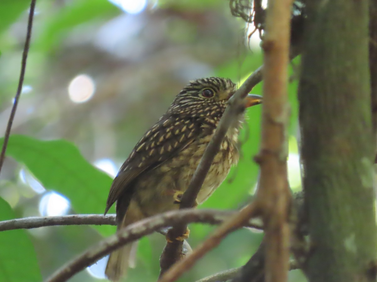 White-chested Puffbird - ML641429895