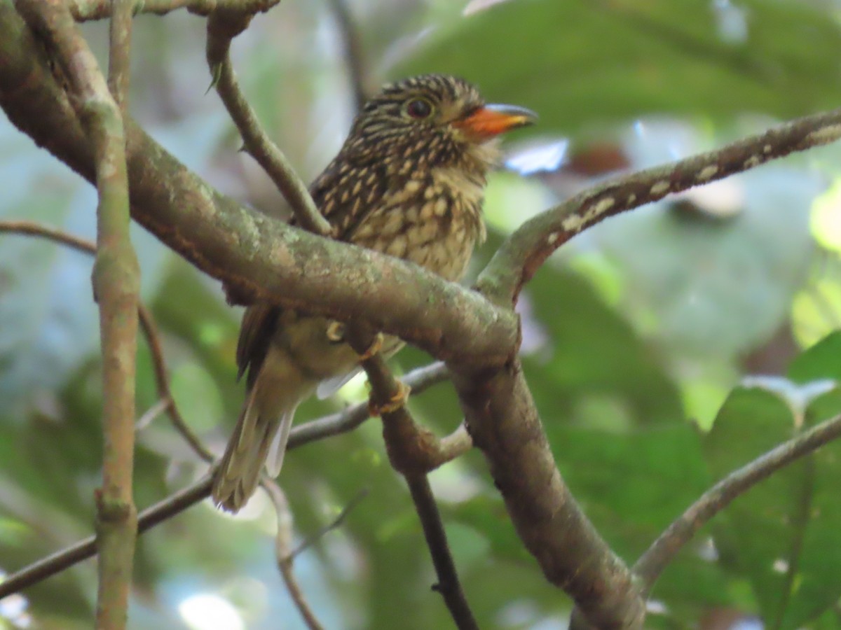 White-chested Puffbird - ML641429901