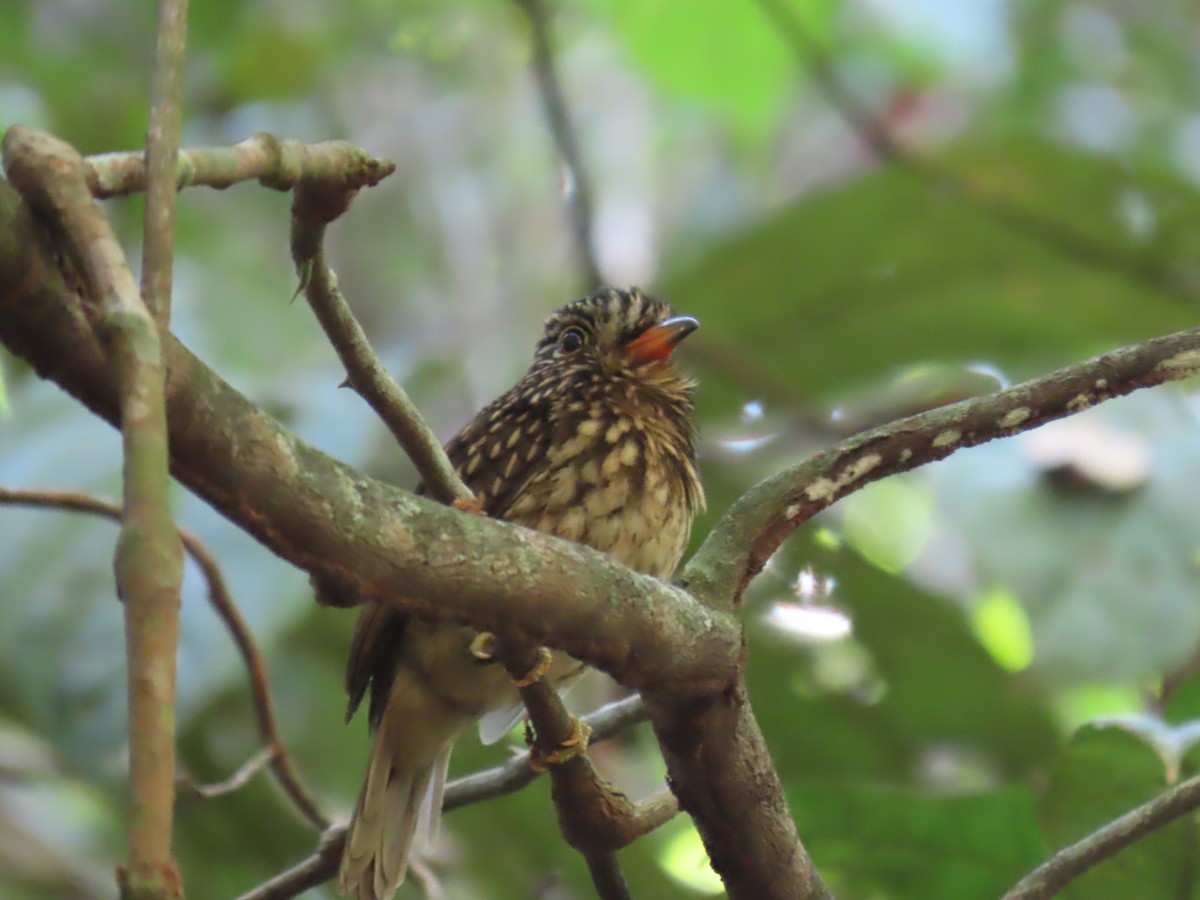 White-chested Puffbird - ML641429903