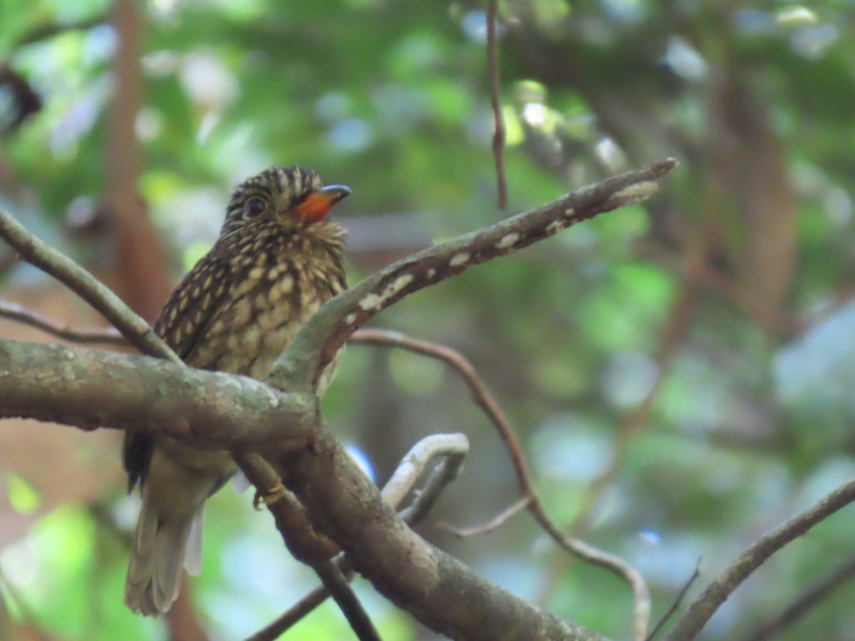 White-chested Puffbird - ML641429906