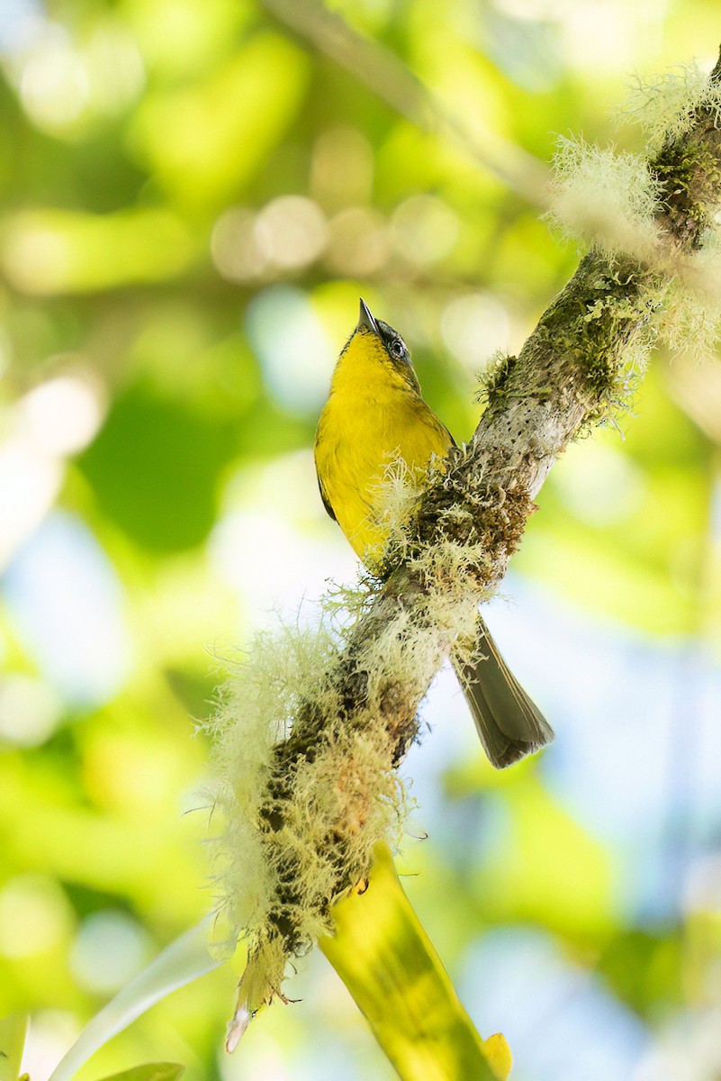 Black-capped Hemispingus - ML641429908