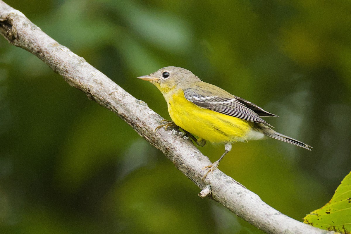 Magnolia Warbler - ML641429910
