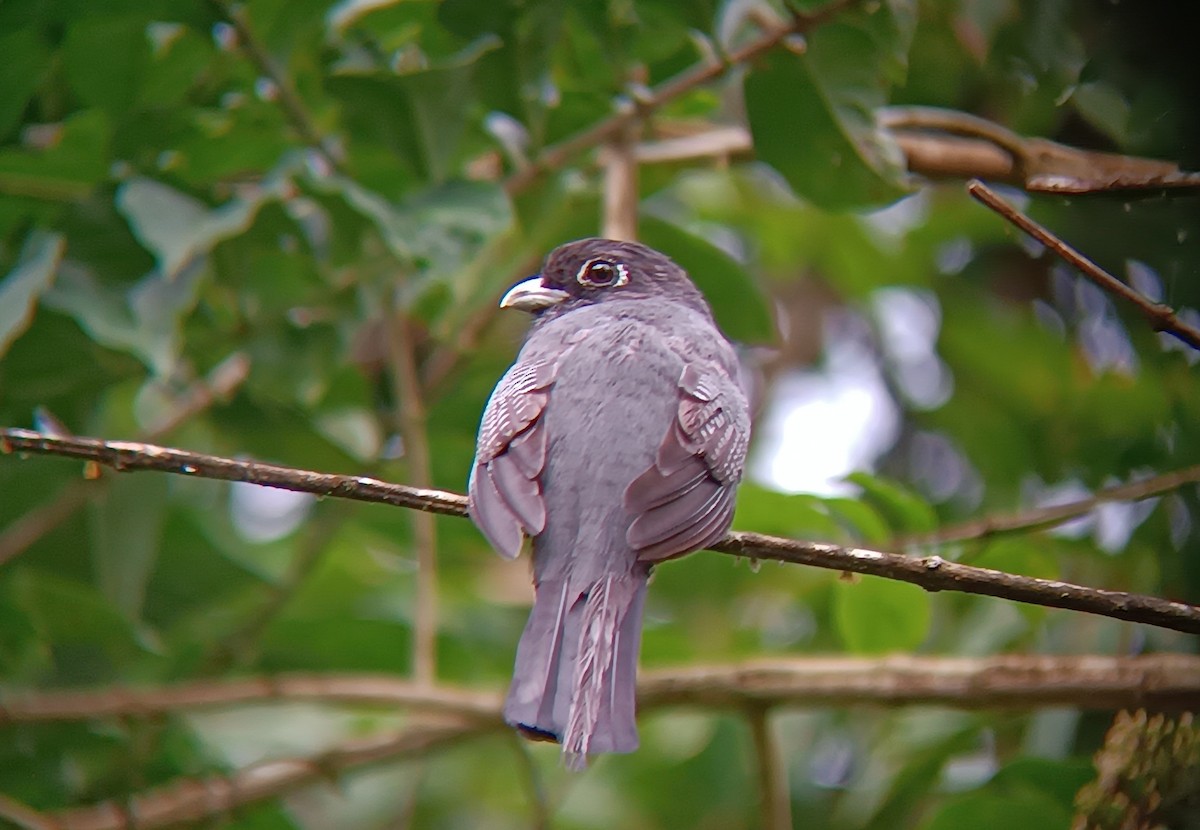 Gartered Trogon - ML641429933
