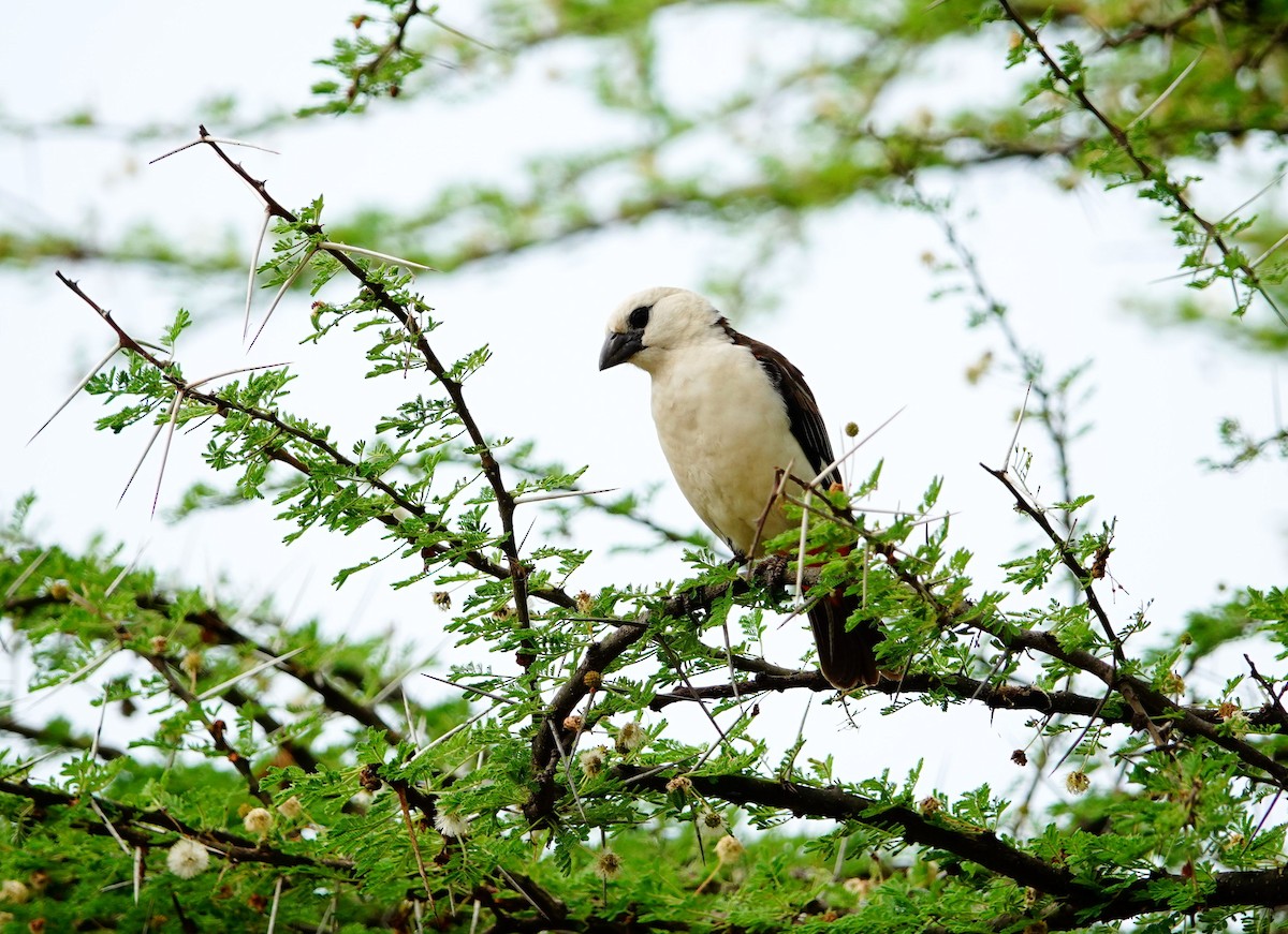 White-headed Buffalo-Weaver - ML641429957