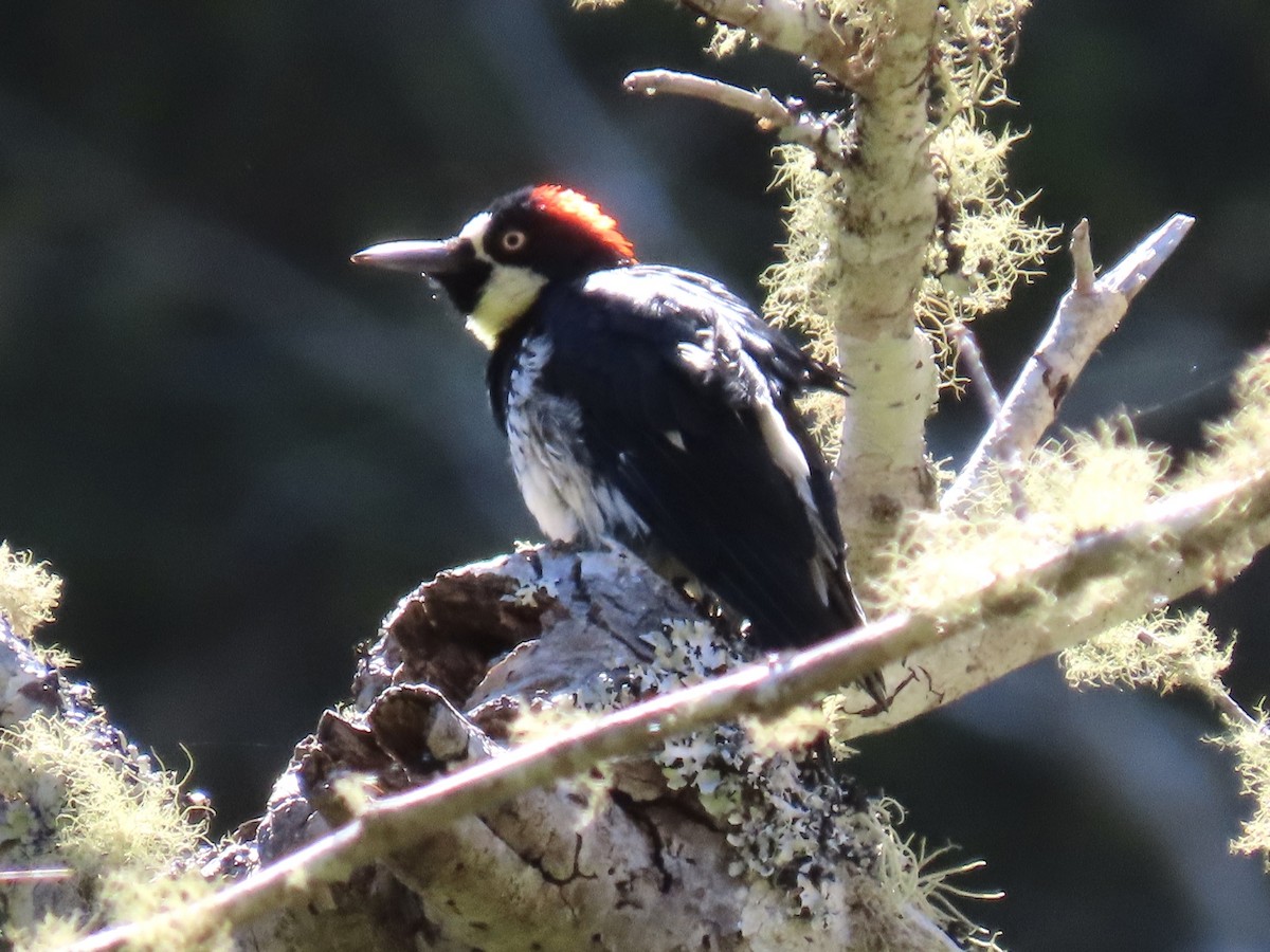 Acorn Woodpecker - ML641429962