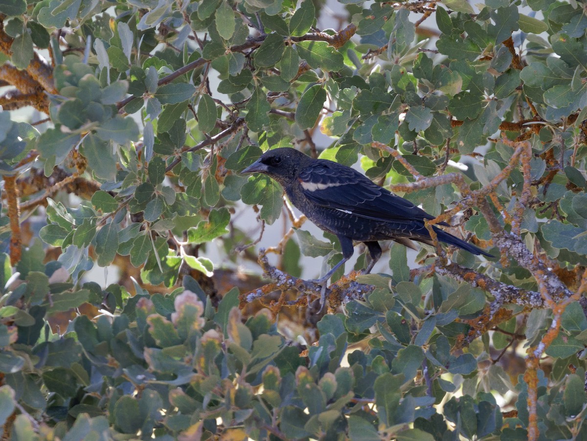 Tricolored Blackbird - ML641429974