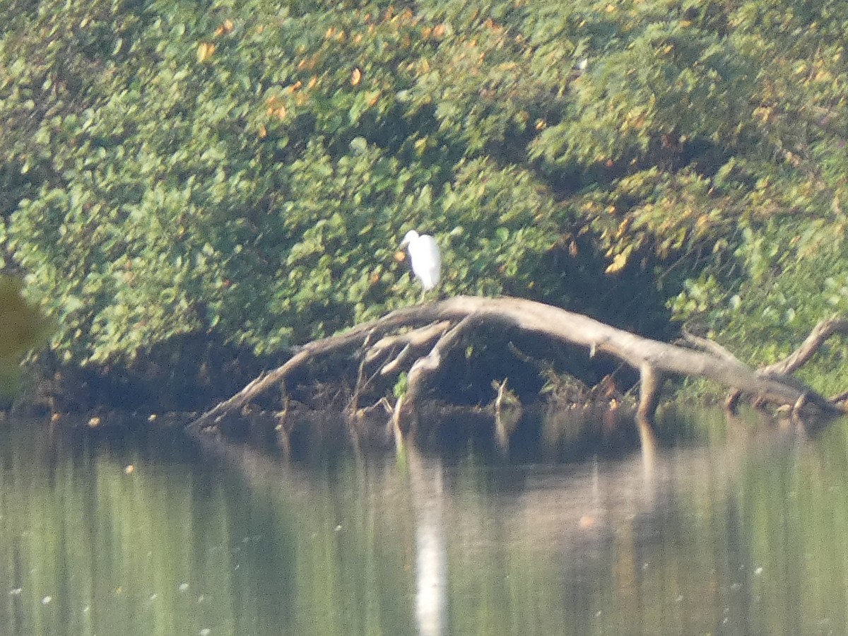 Little Blue Heron - ML641430010