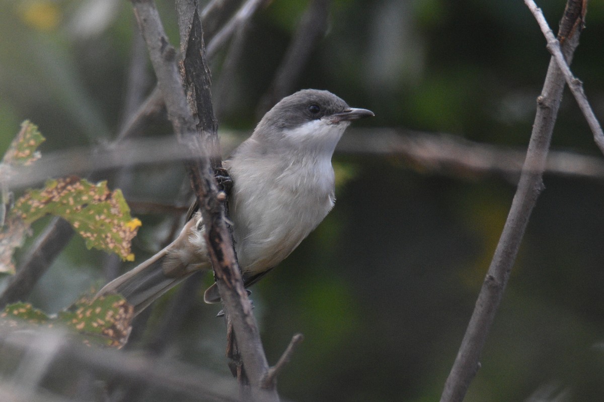 Western Orphean Warbler - ML641430014