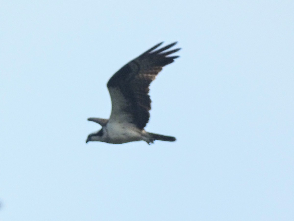 Osprey - ML641430017