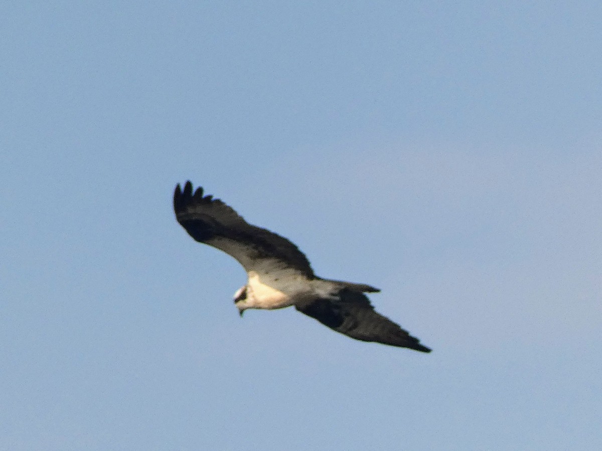 Osprey - ML641430018