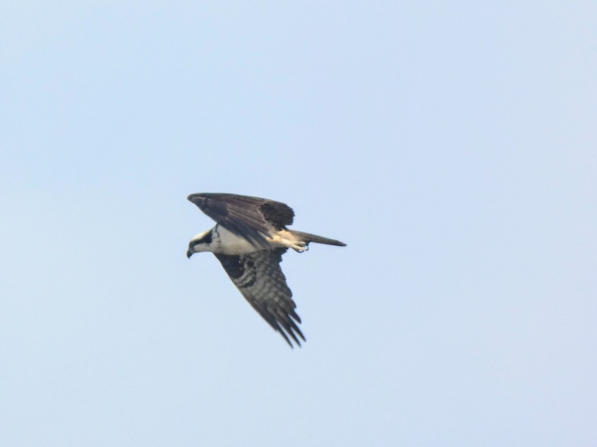 Osprey - ML641430019