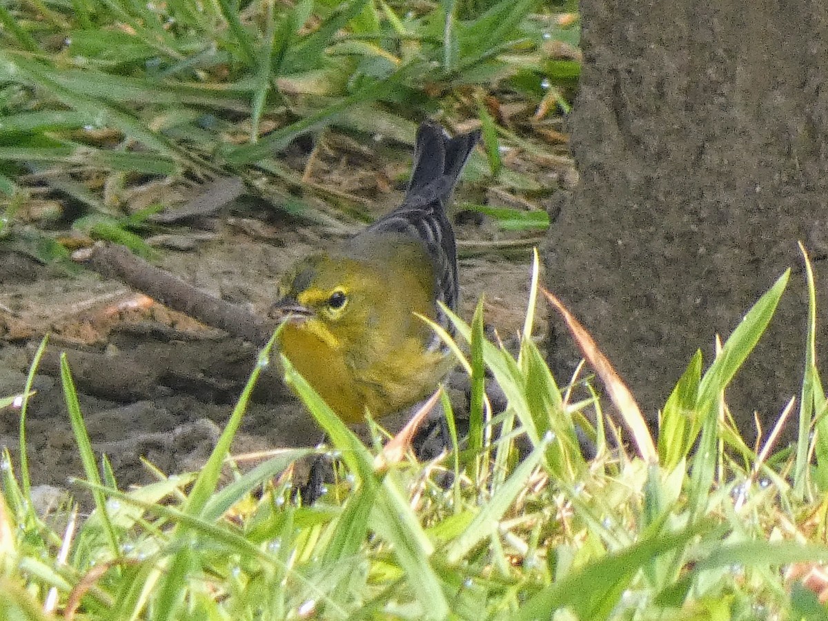 Pine Warbler - ML641430054
