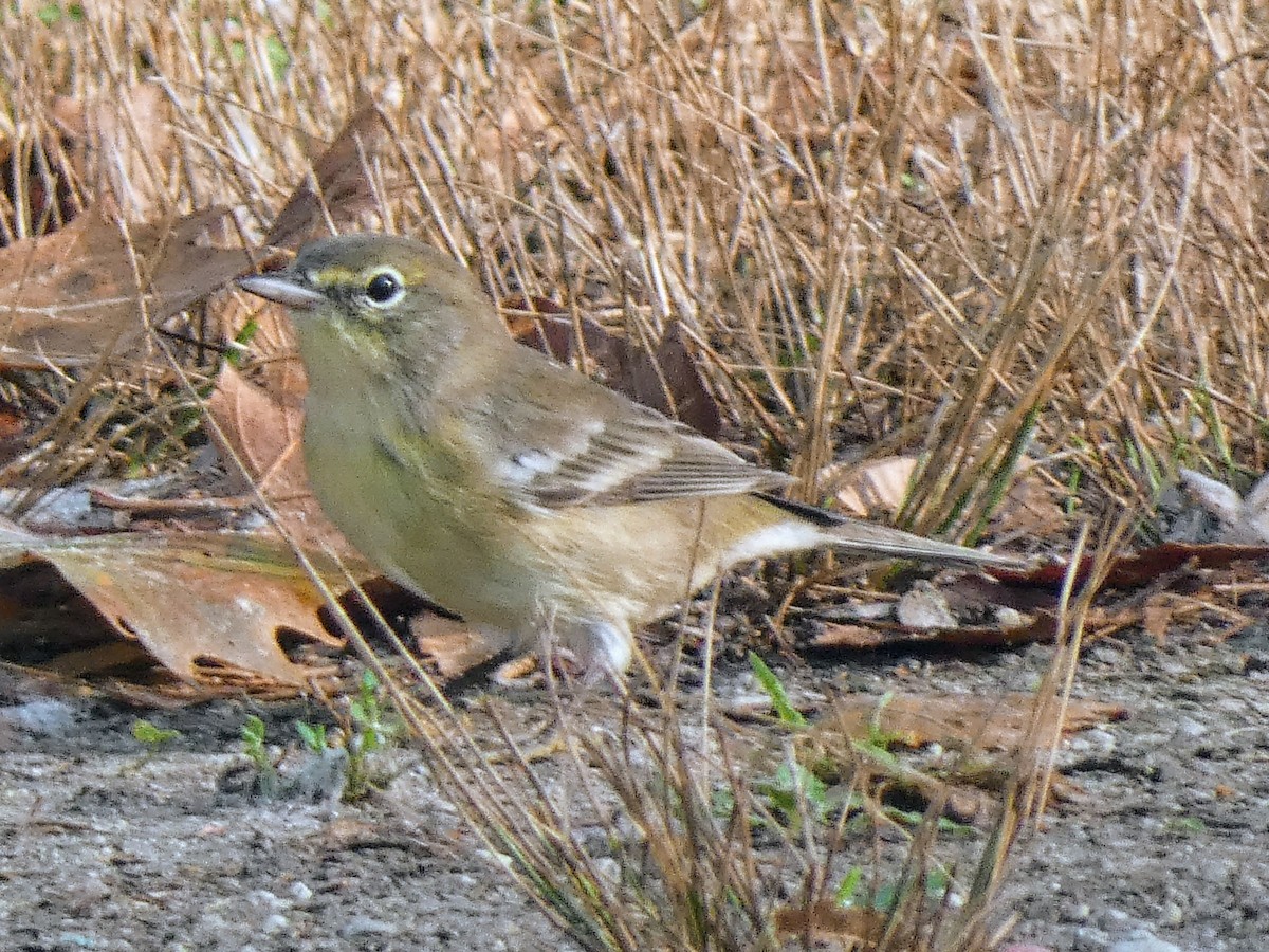 Pine Warbler - ML641430055