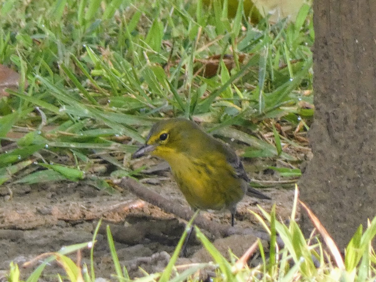 Pine Warbler - ML641430056
