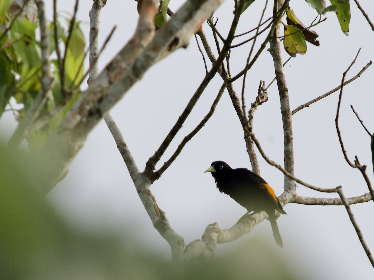Scarlet-rumped Cacique - ML641430098