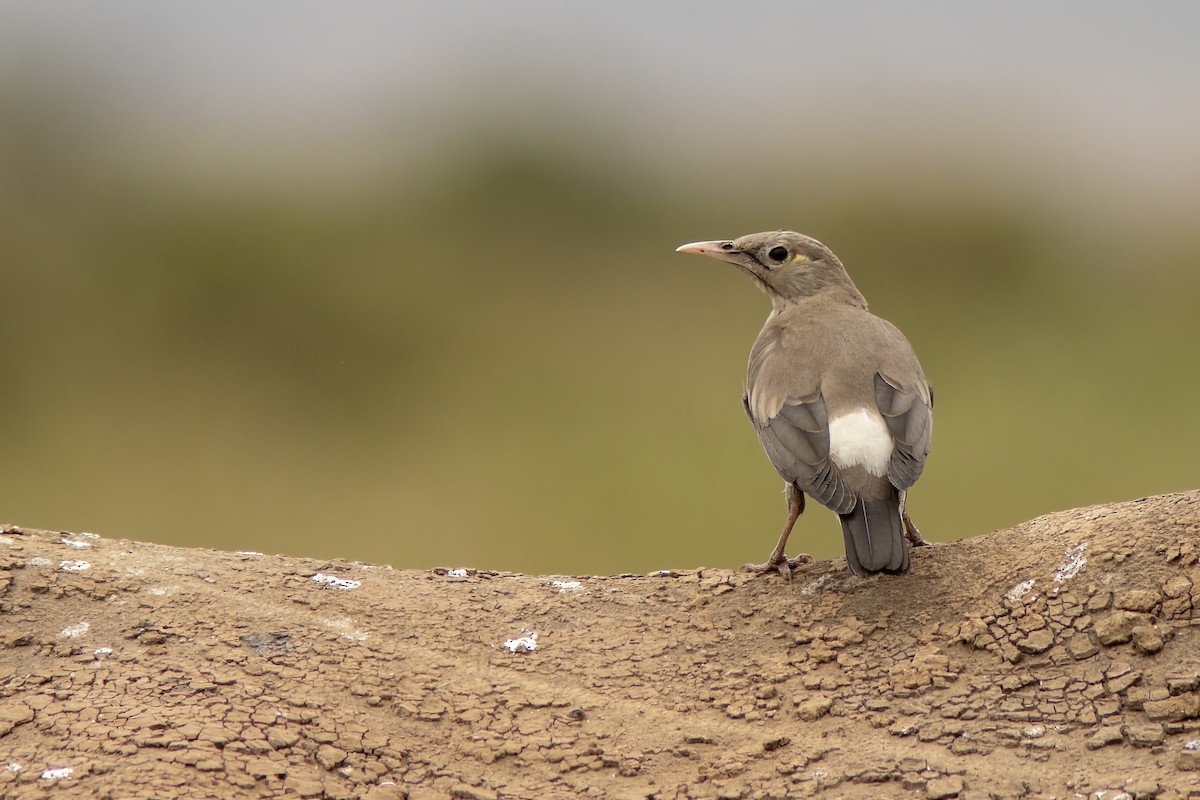 Wattled Starling - ML641430202