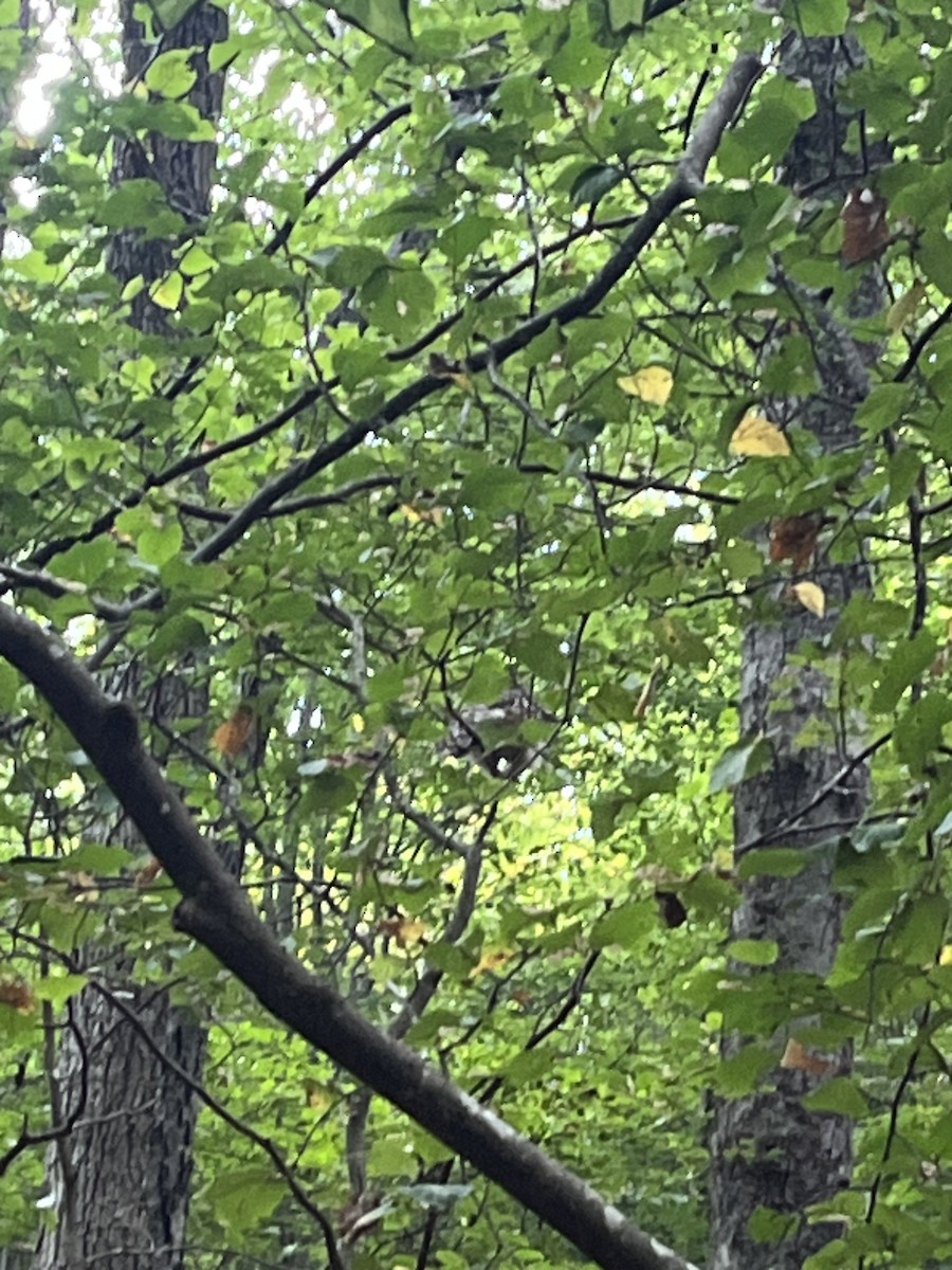 Barred Owl - ML641430219