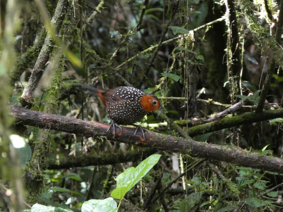 Ocellated Tapaculo - ML641430220
