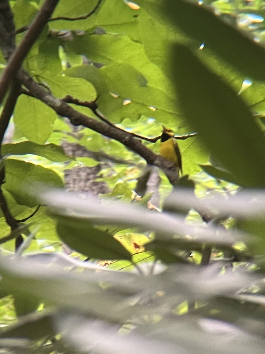 Hooded Warbler - ML641430226