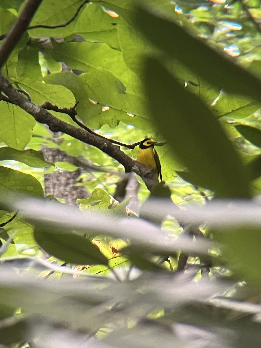 Hooded Warbler - ML641430227