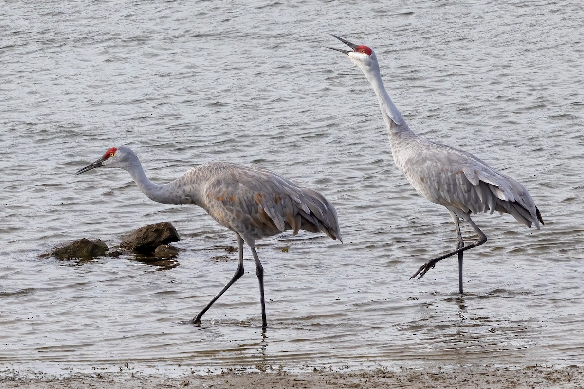 jeřáb kanadský - ML641430230