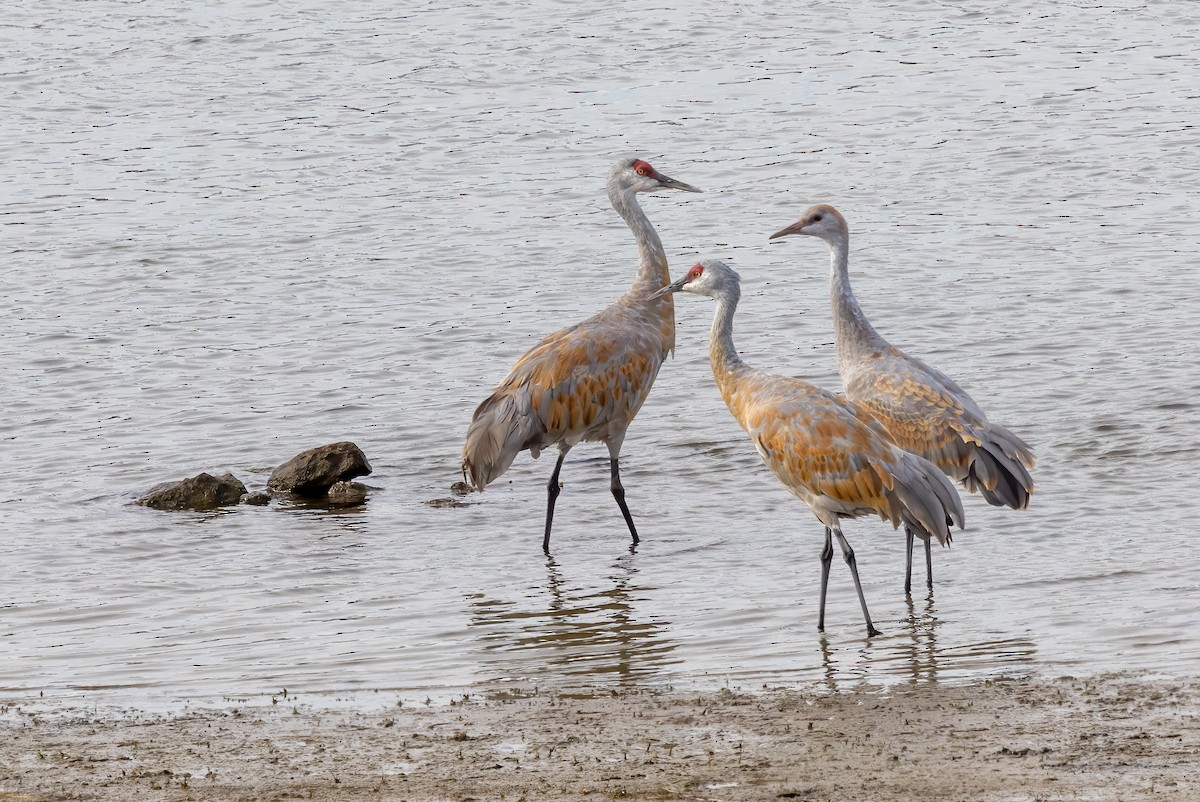 jeřáb kanadský - ML641430231