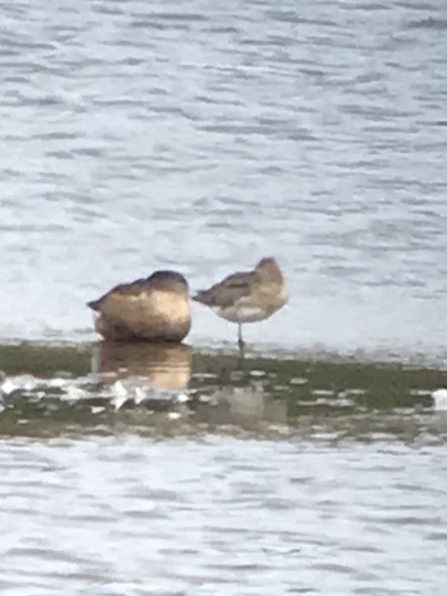 Black-tailed Godwit - ML641430240