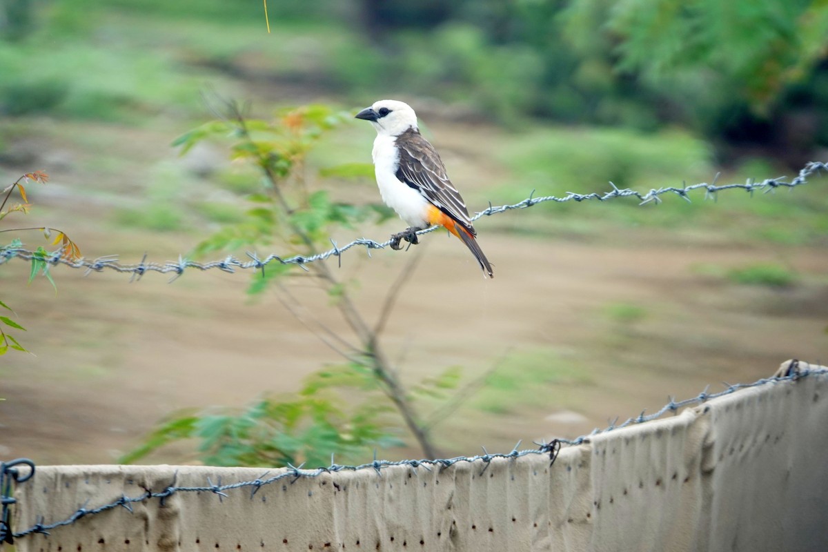 White-headed Buffalo-Weaver - ML641430253