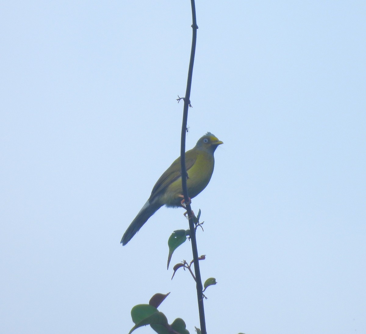 Gray-headed Bulbul - ML641430273