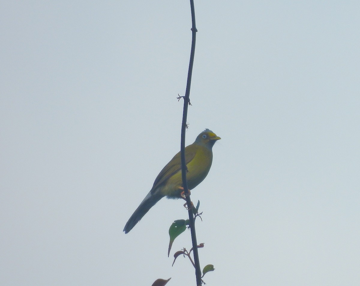 Gray-headed Bulbul - ML641430274