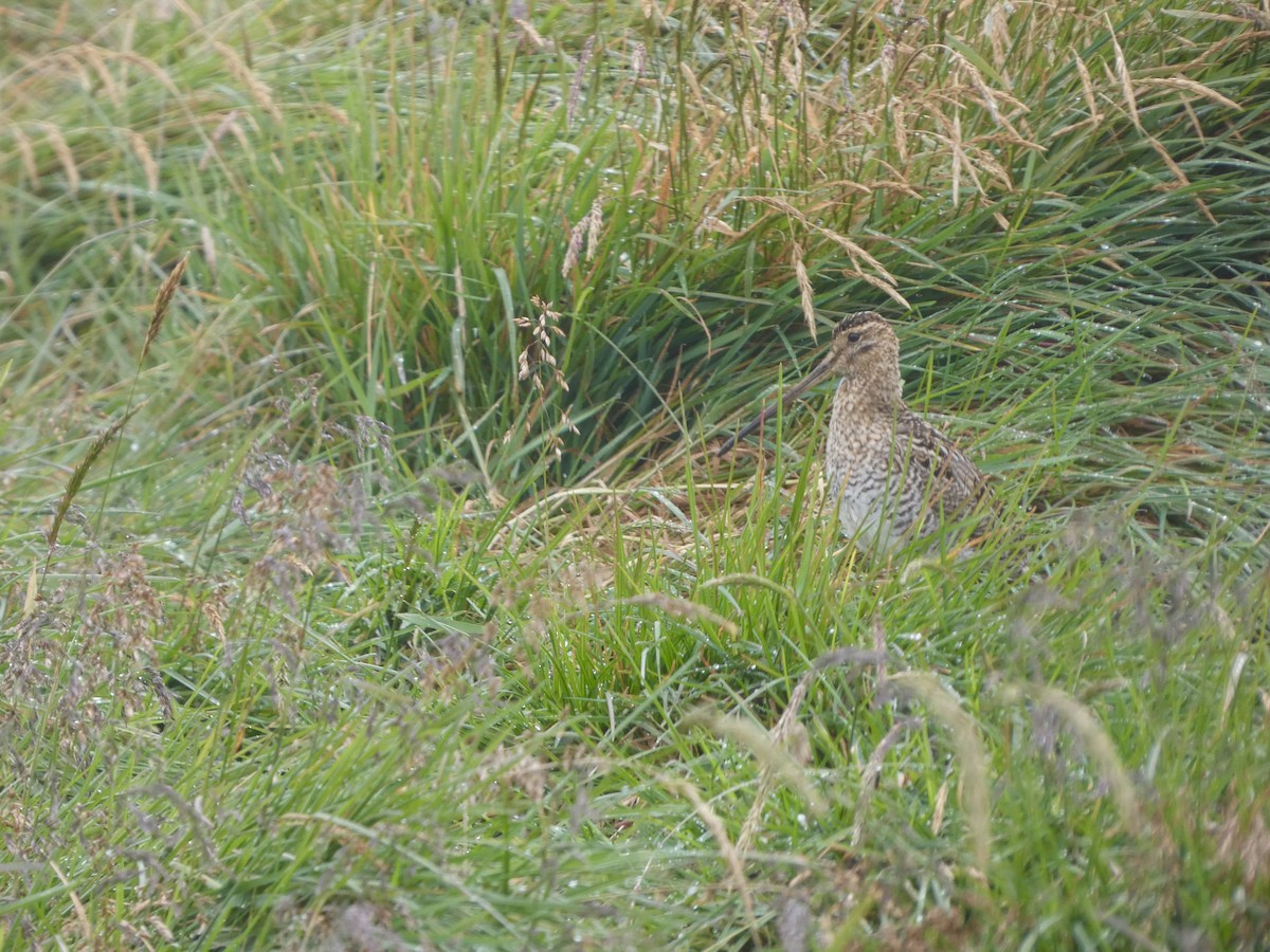Noble Snipe - ML641430299