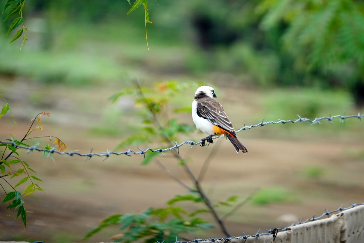 White-headed Buffalo-Weaver - ML641430300