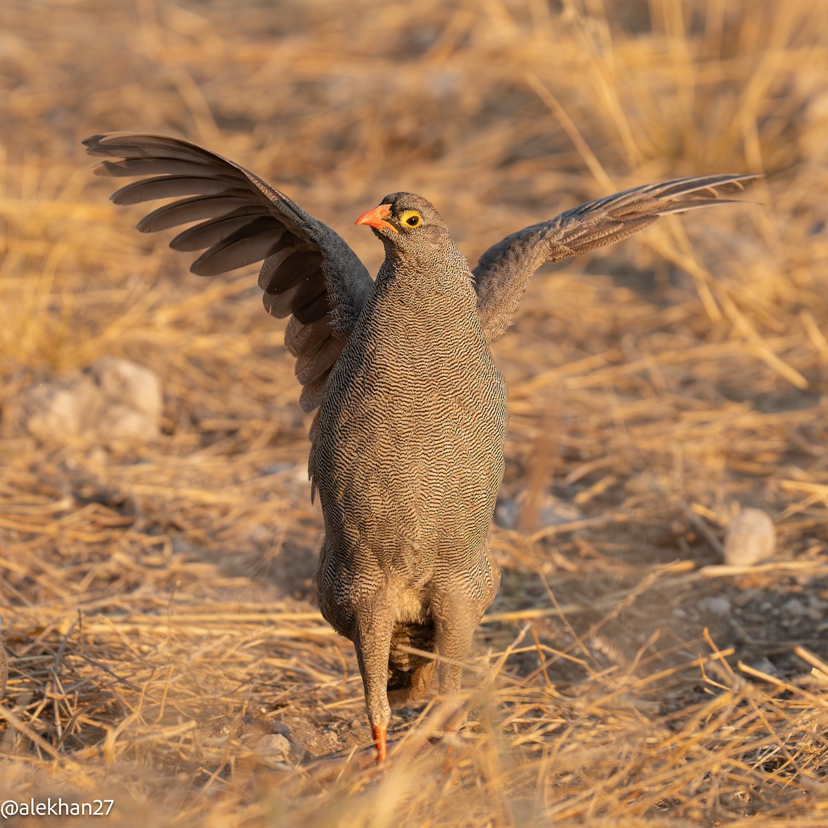Red-billed Spurfowl - ML641430304