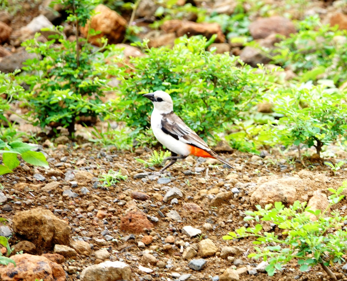 White-headed Buffalo-Weaver - ML641430398