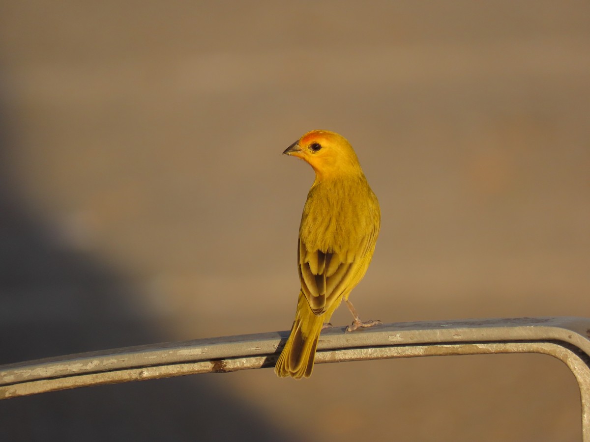 Orange-fronted Yellow-Finch - ML641430407