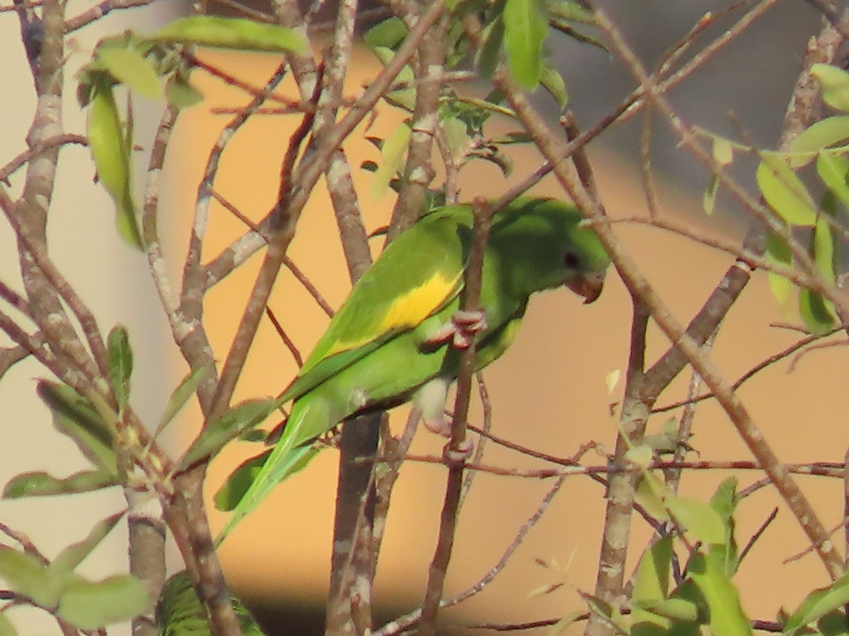 White-winged Parakeet - ML641430410