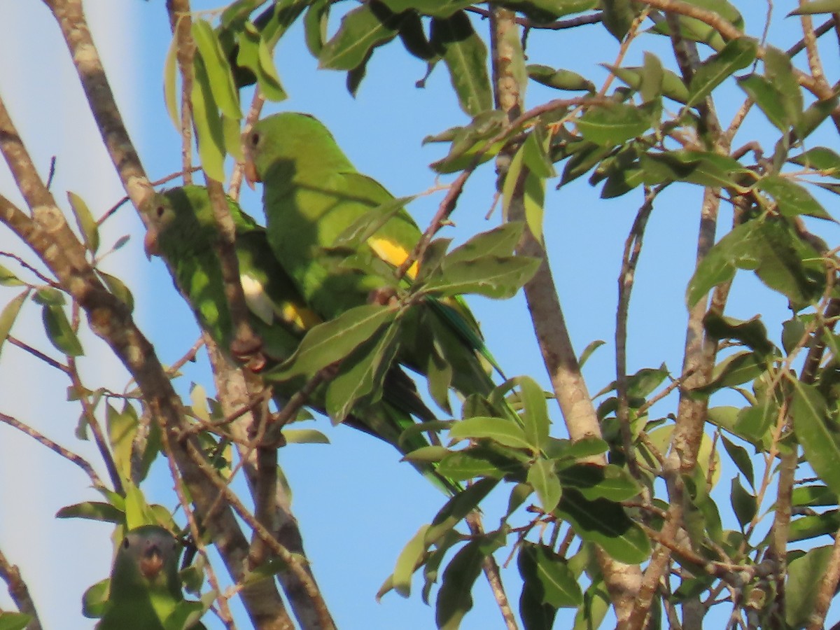 White-winged Parakeet - ML641430421