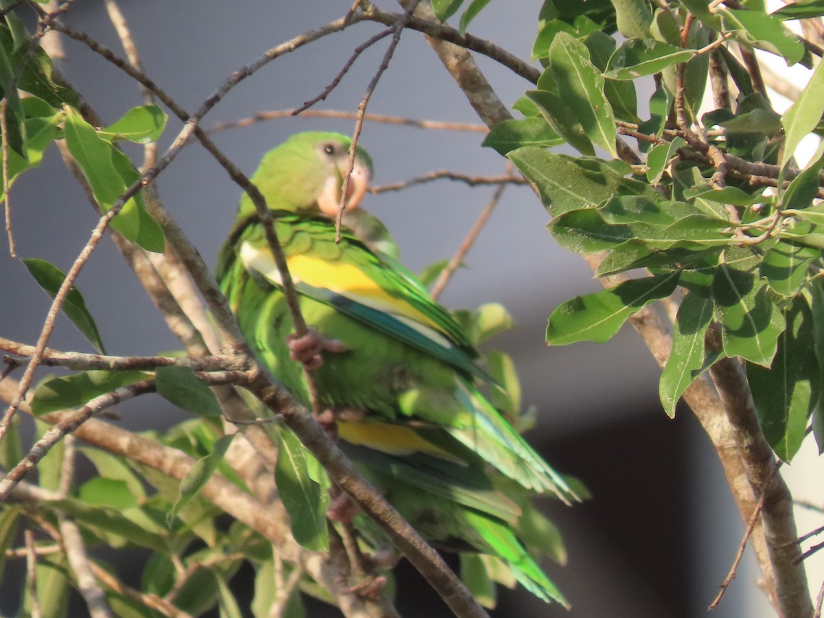 White-winged Parakeet - ML641430428