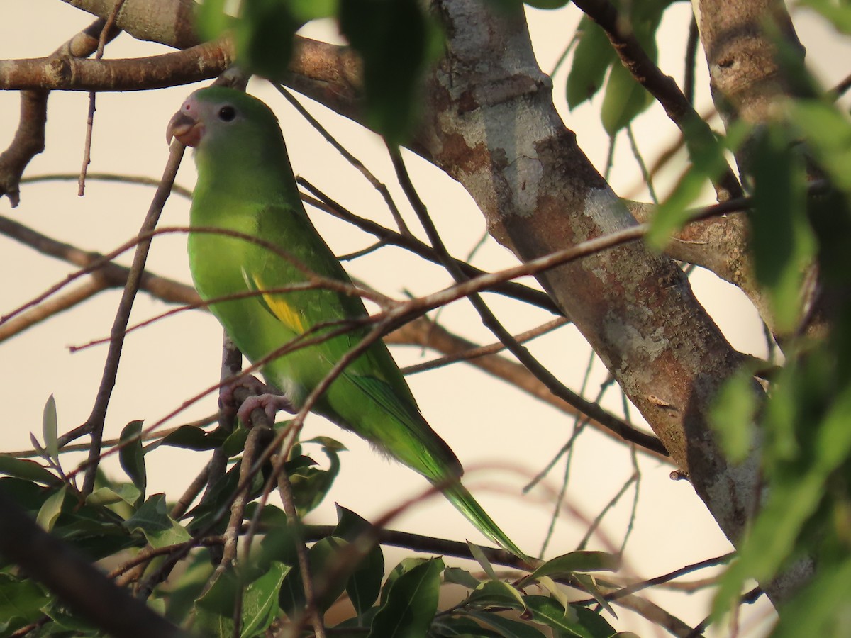 White-winged Parakeet - ML641430430