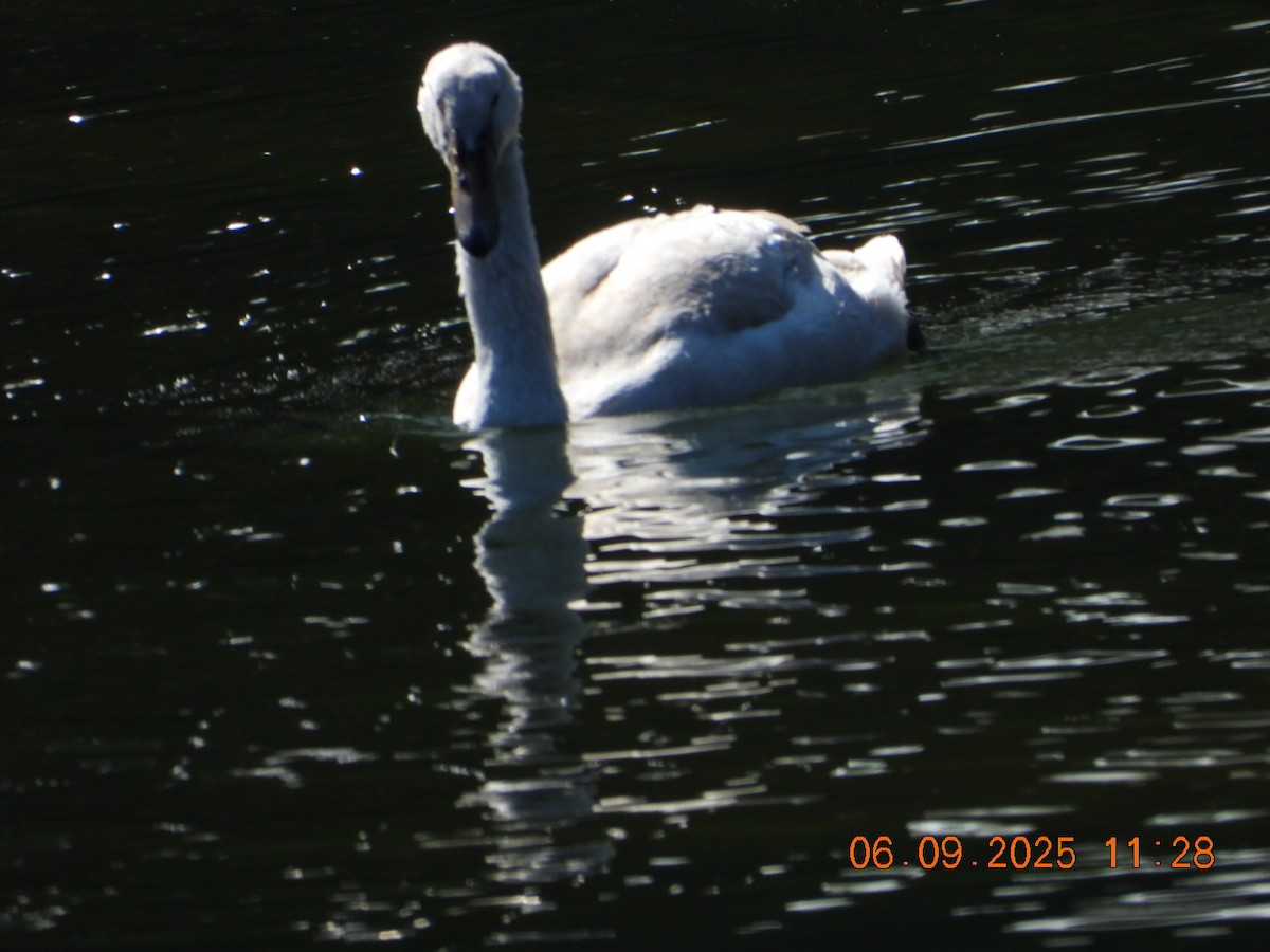 Mute Swan - ML641430431