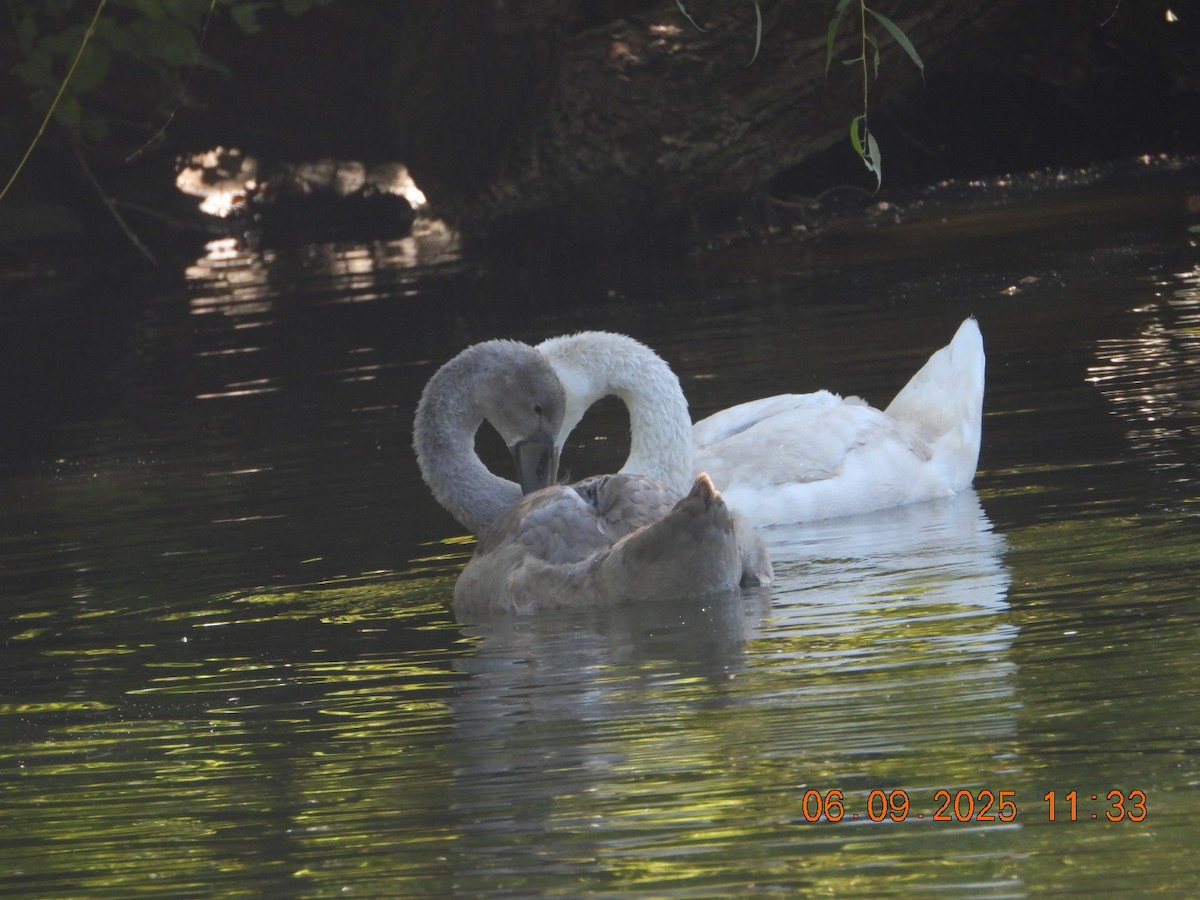 Mute Swan - ML641430432