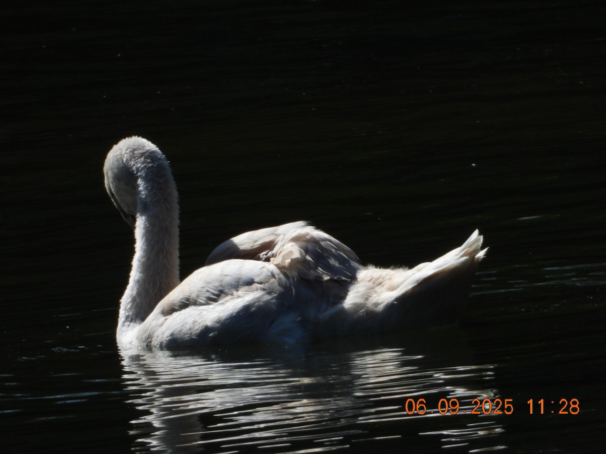Mute Swan - ML641430433