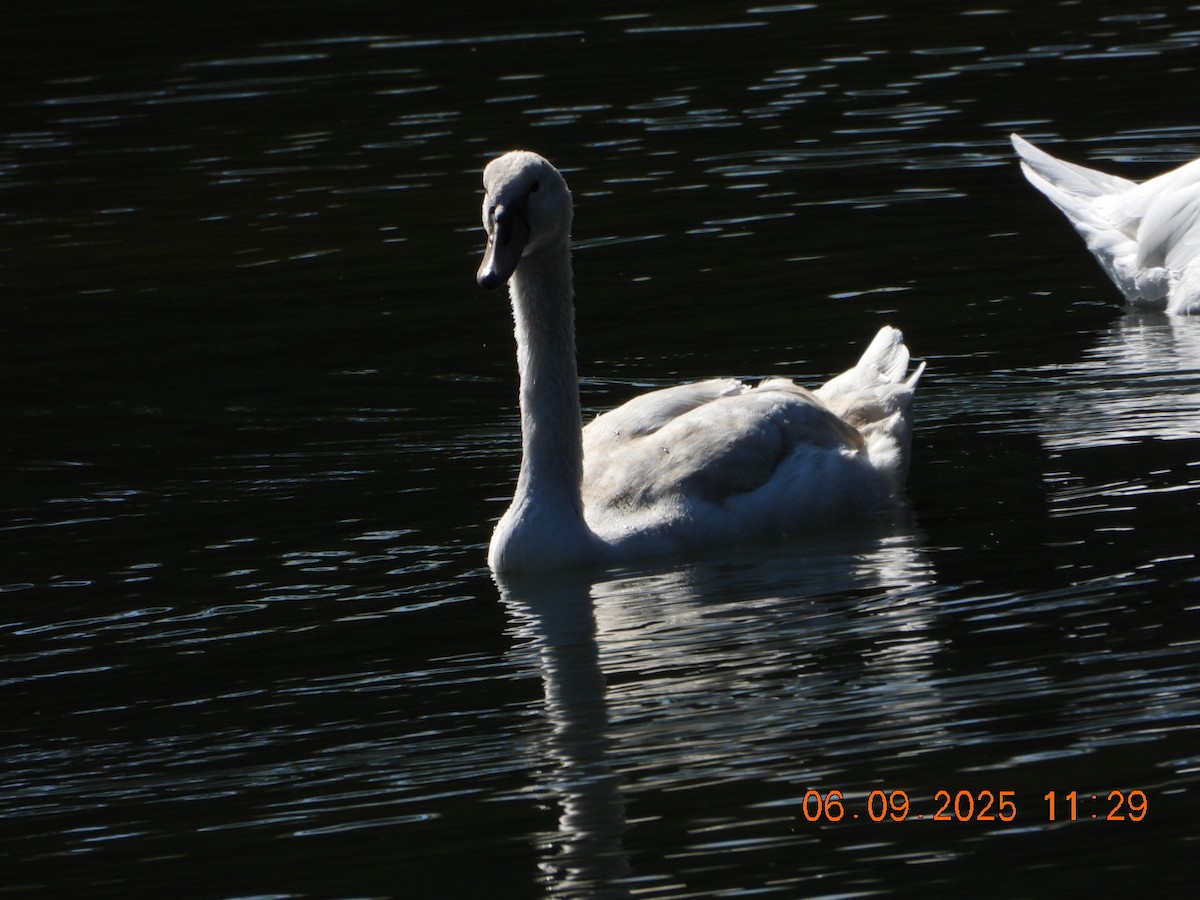 Mute Swan - ML641430434