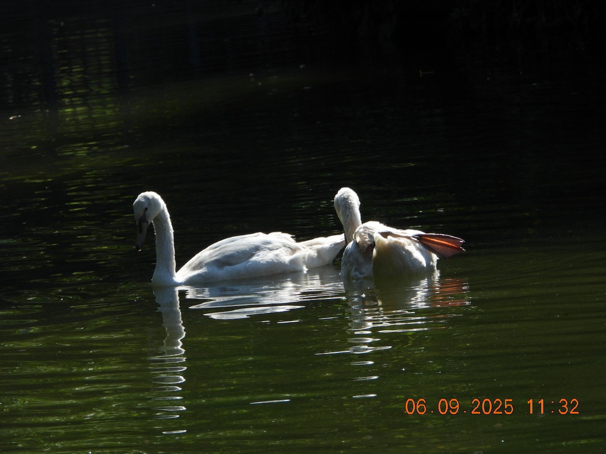 Mute Swan - ML641430436