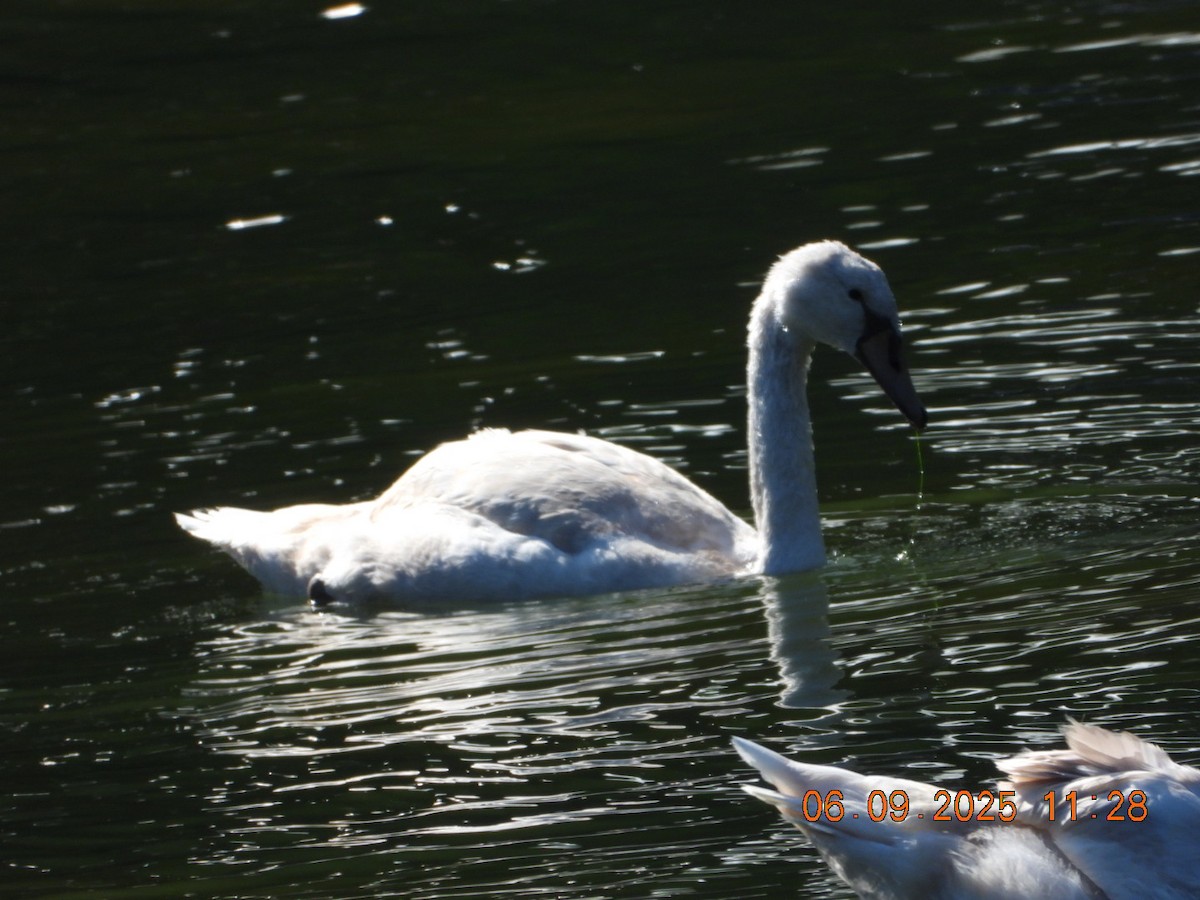 Mute Swan - ML641430437