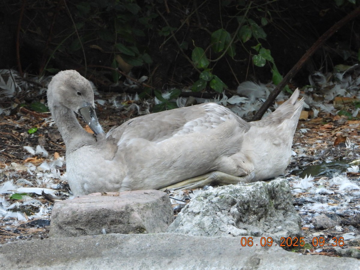 Mute Swan - ML641430438
