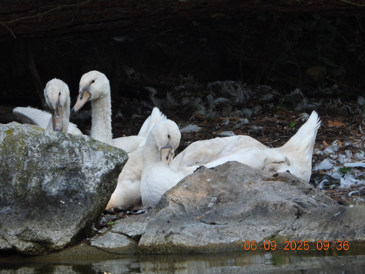 Mute Swan - ML641430439